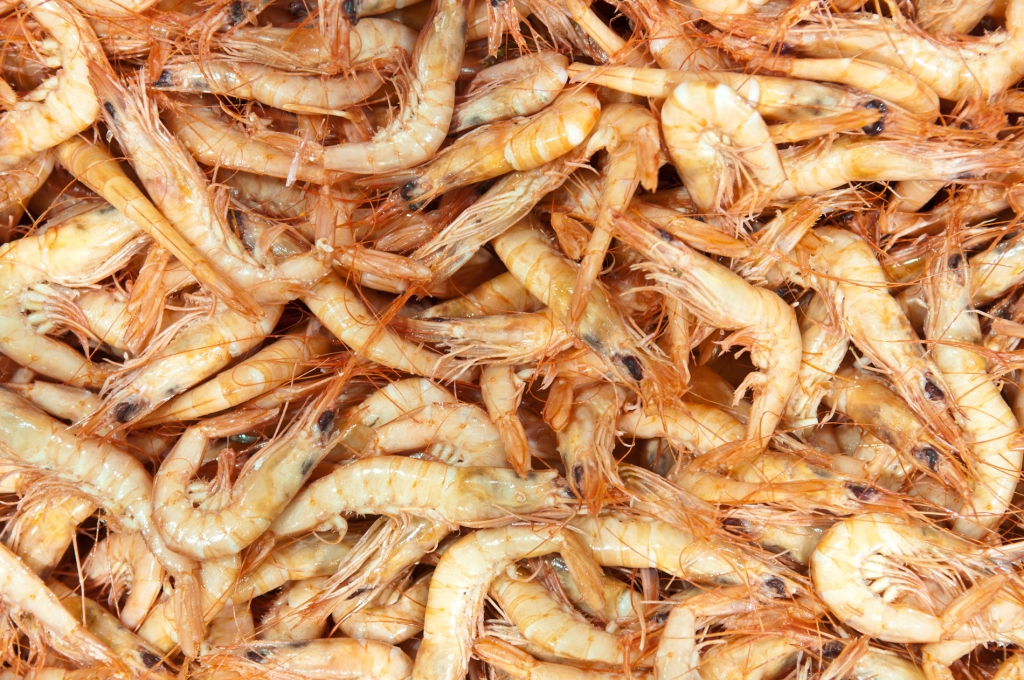 Cocedero de marisco gambas Gambas