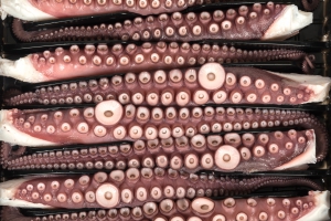 pulpo