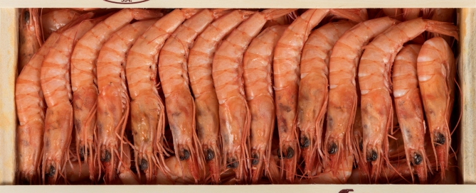 Gambas y langostinos refrigerados