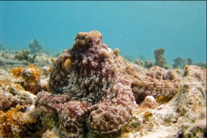 Pulpo congelado para gallega