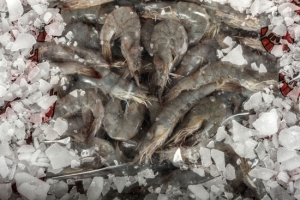 Gambas congeladas de máxima calidad en Feria Conxemar Vigo 2019