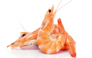 Langostino cocido refrigerado de máxima calidad