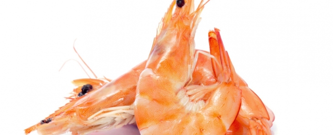 Langostino cocido refrigerado de máxima calidad