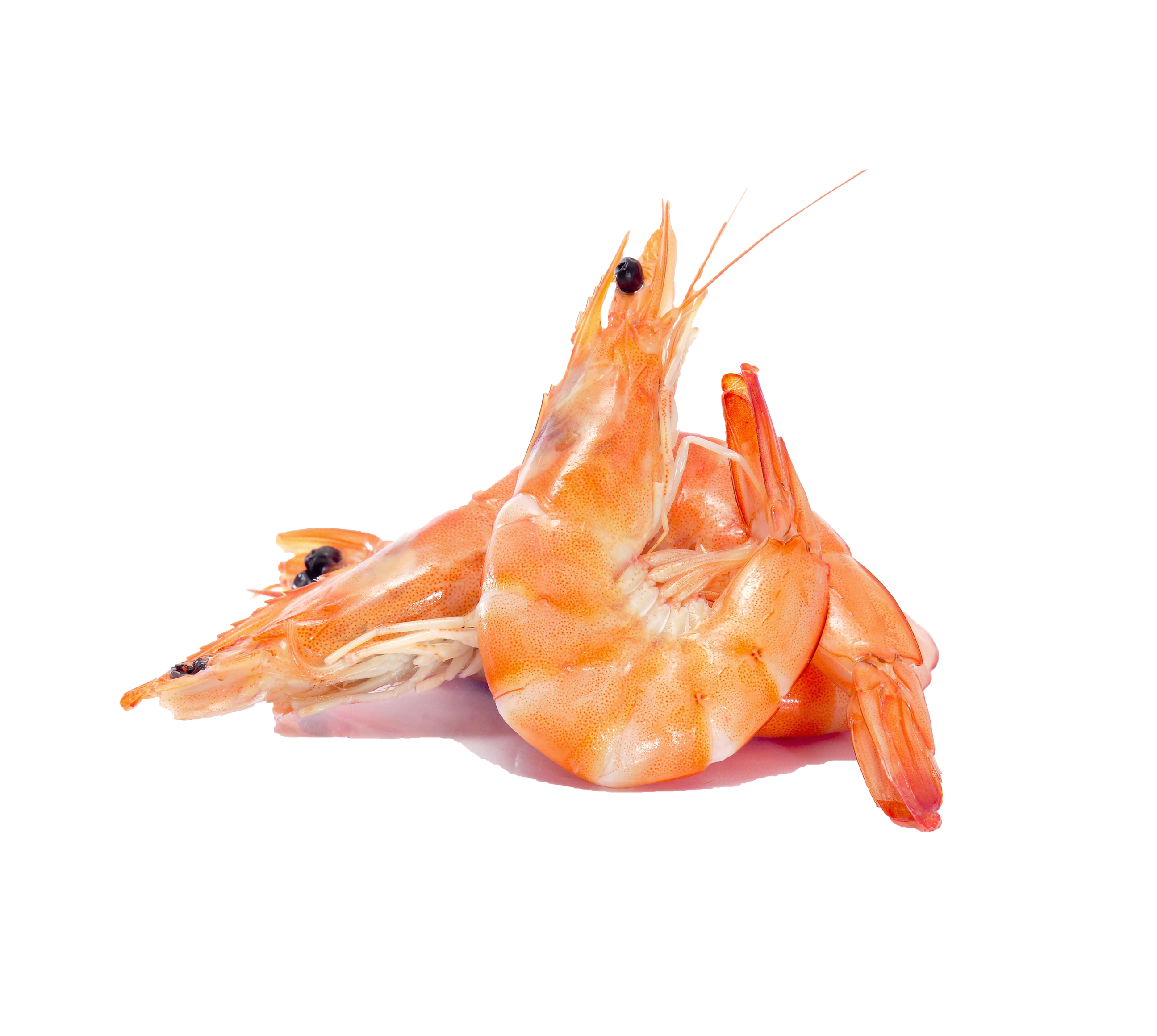 Langostino PNG